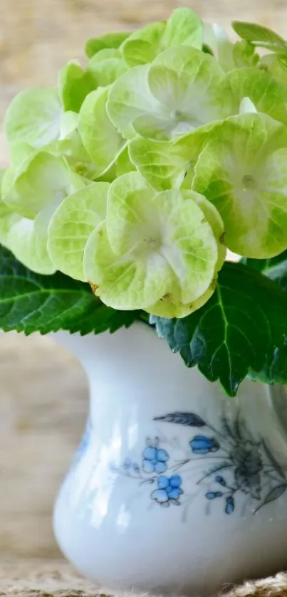 Vibrant green hydrangeas in a floral porcelain vase set against a wooden background.