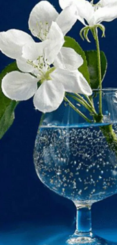 White flowers in a glass vase against a rich blue background.