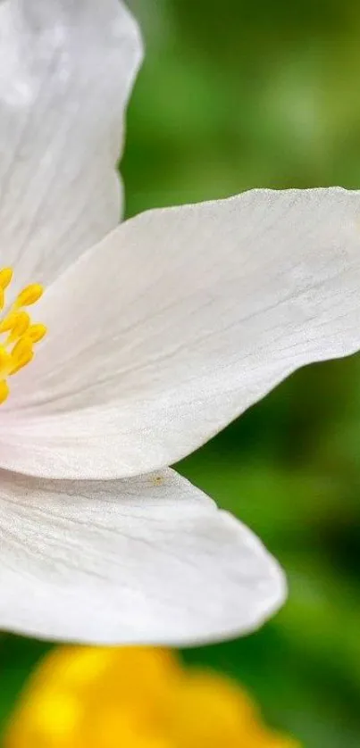 Close-up of a white flower with yellow details against a green background.