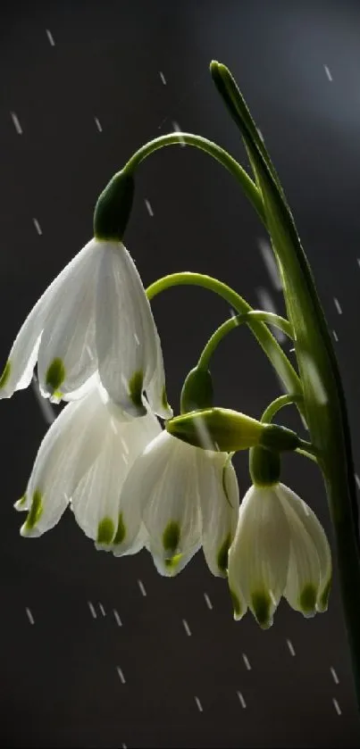 Elegant white flowers on a dark background, creating a moody and serene atmosphere.