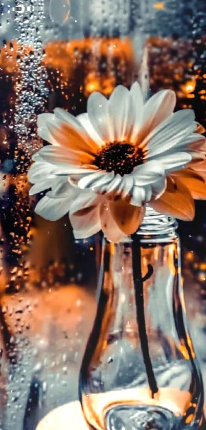 Daisy in glass vase with raindrop backdrop.