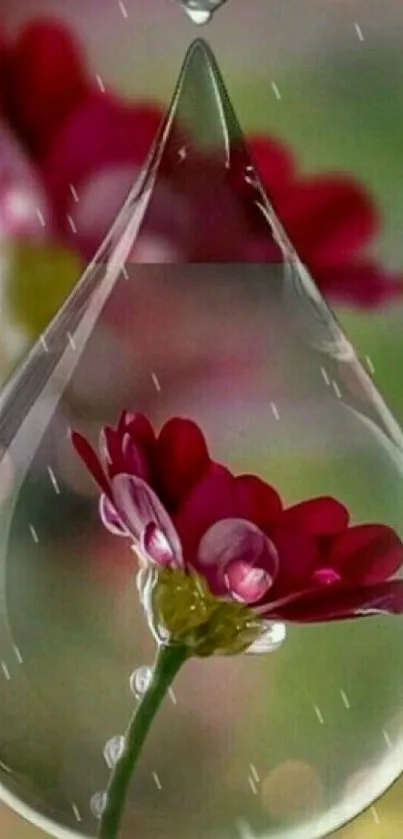 Red flower encapsulated in a water droplet with blurred background.