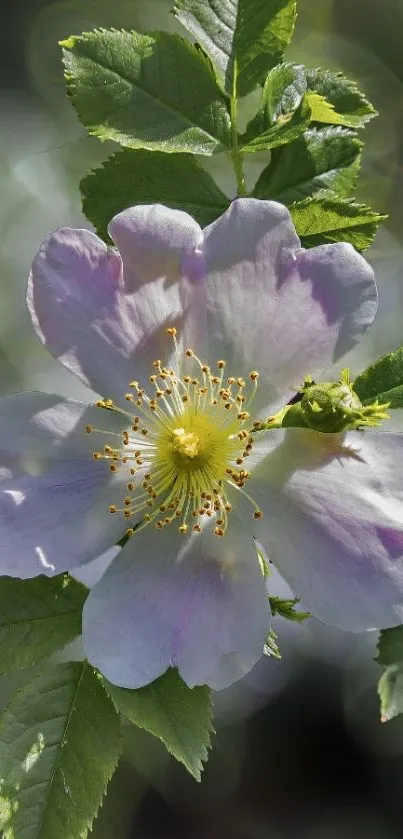 A beautiful flower with light purple petals and green leaves for phone wallpaper.