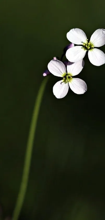 White flower with dark minimalist background, perfect for mobile wallpaper.