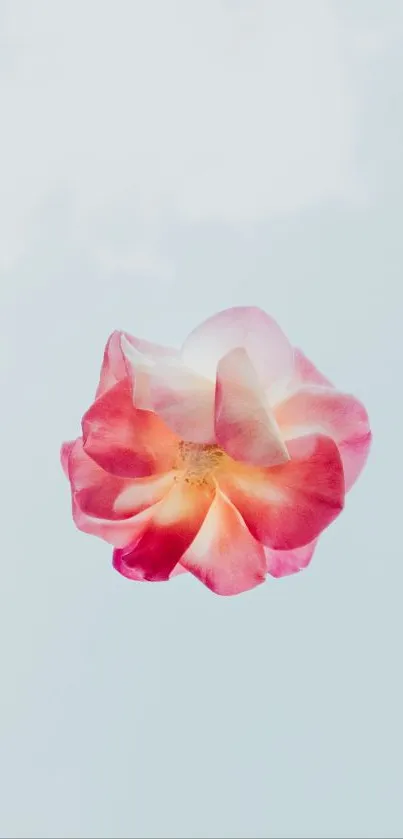 Delicate pink rose against a soft blue sky background wallpaper.