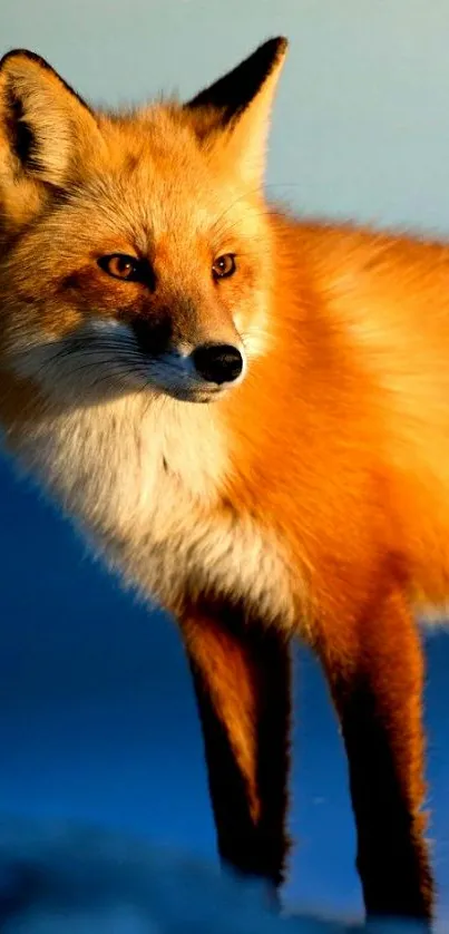 A majestic fox standing in the wild with vibrant orange fur and a serene background.