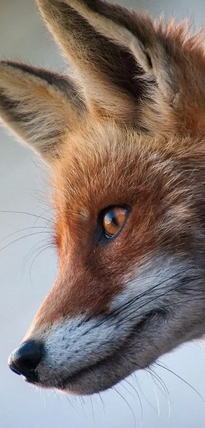 Profile view of a fox with auburn fur in elegant detail.