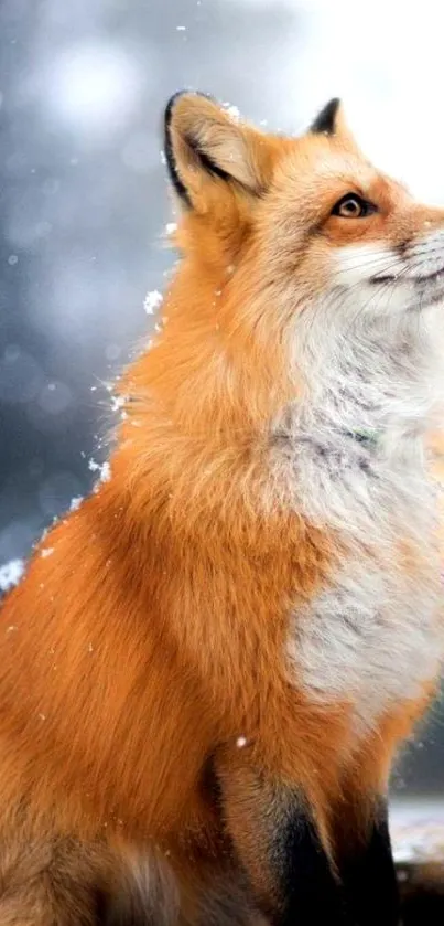 Majestic red fox sitting in snowy landscape mobile wallpaper.