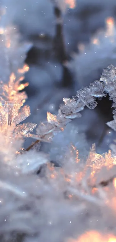 A frosted branch wallpaper with blue and orange tones, highlighting winter's elegance.