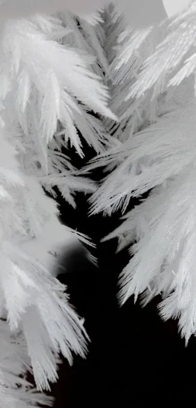 Elegant white feather texture on black background.