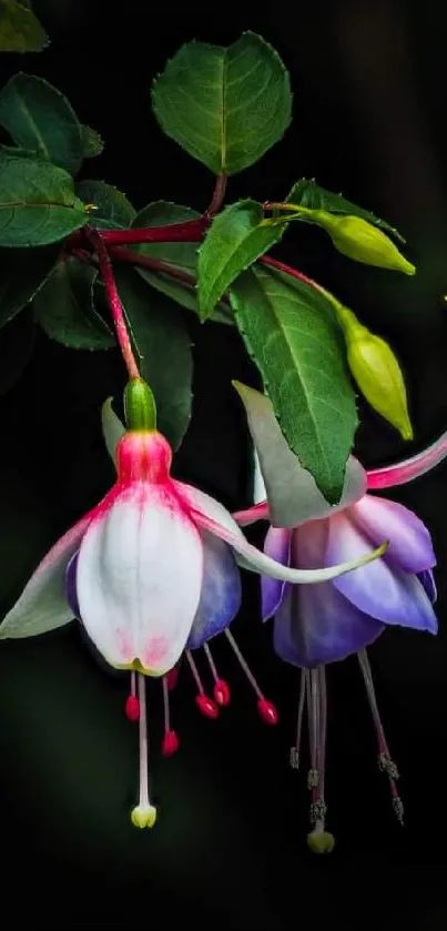 Fuchsia flowers with green leaves on a dark green background.