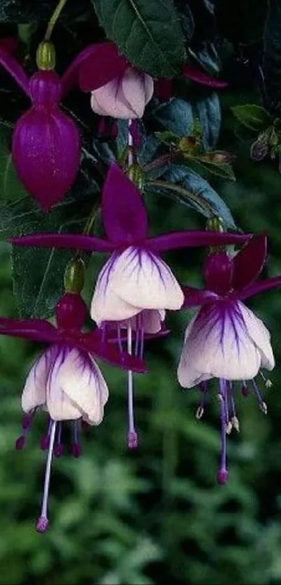 Mobile wallpaper featuring elegant fuchsia flowers and lush green leaves.