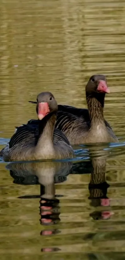 Two geese gracefully swimming on calm lake surface.