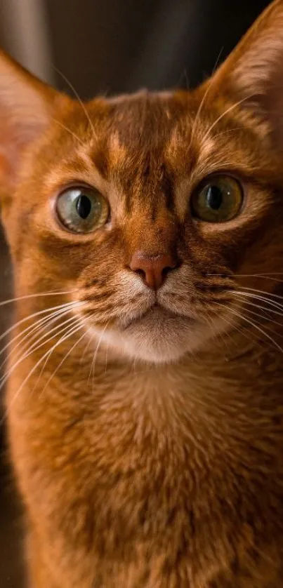 Close-up of a ginger cat with green eyes.