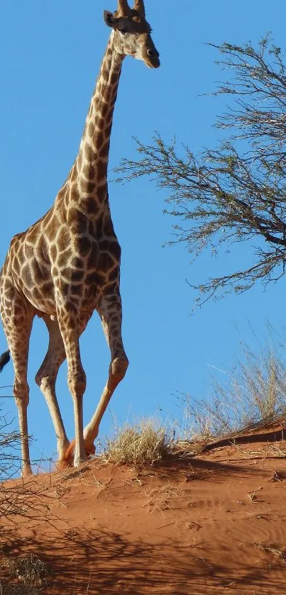 Giraffe on a hill under a bright blue sky.