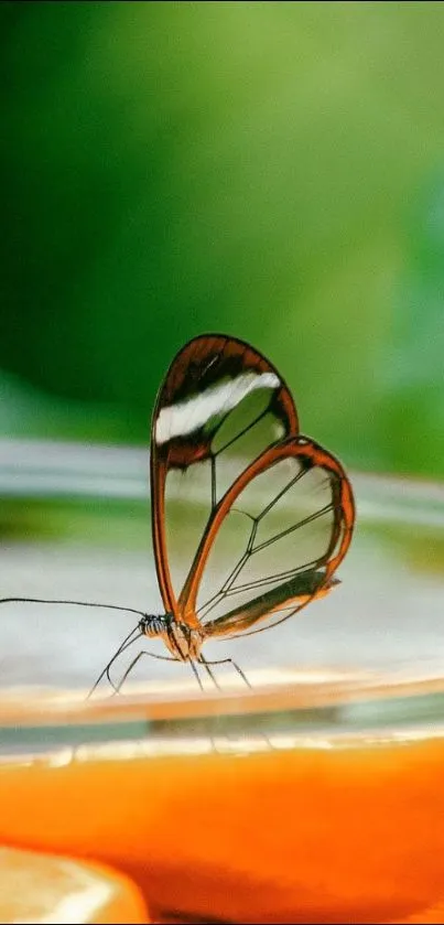 Glasswing butterfly on orange slice with green background.