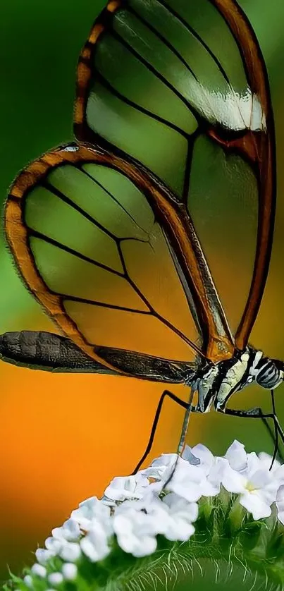 Glasswing butterfly with transparent wings on a vibrant flower.