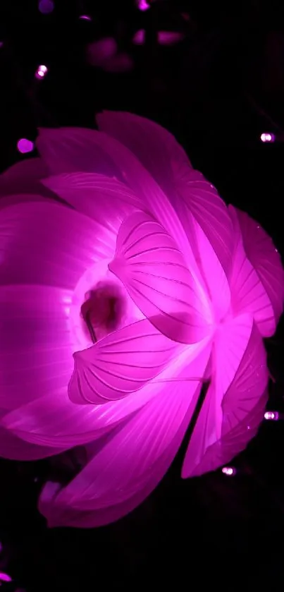 Glowing purple flower on a dark background.