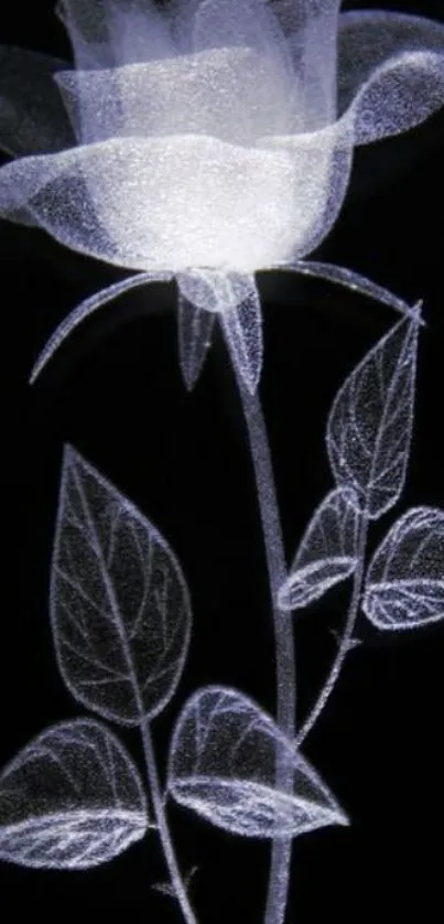 Elegant glowing rose with transparent petals on a dark background.