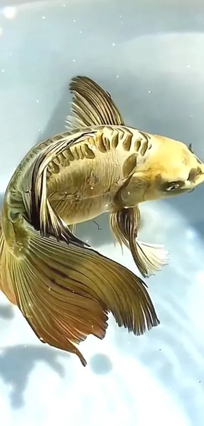 A close-up of a gold Betta fish against a soft blue background.