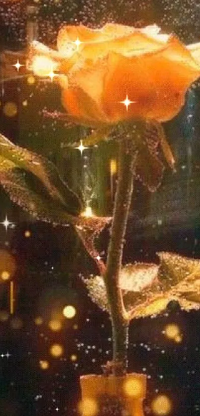 Golden rose with shimmering lights wallpaper