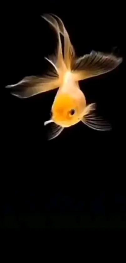 A vibrant goldfish swimming on a deep black background wallpaper.