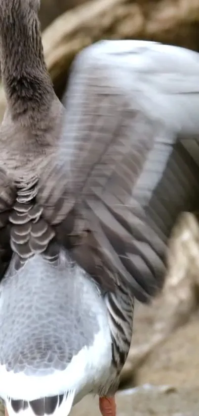 Majestic goose with detailed feathers in motion against a natural background.