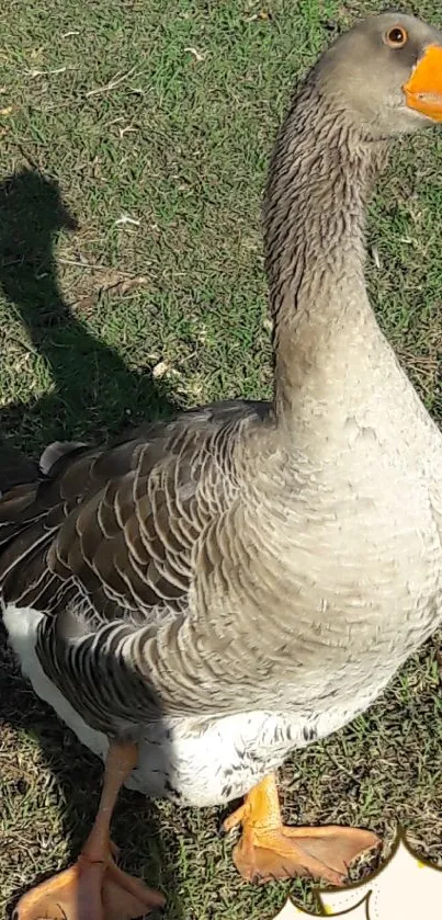 Graceful goose standing on sunlit grass.