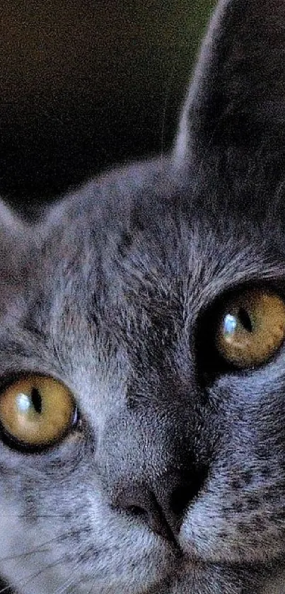 Gray cat with amber eyes on a dark background wallpaper.