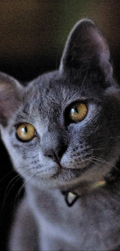 Gray cat with golden eyes against dark background.