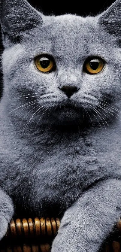 Gray cat with golden eyes on dark background, elegant mobile wallpaper.