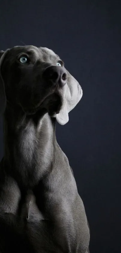 Portrait of a gray dog with a dark background, showcasing elegance.