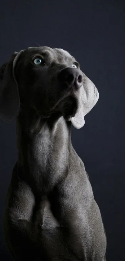 Gray dog with light eyes on a dark background.