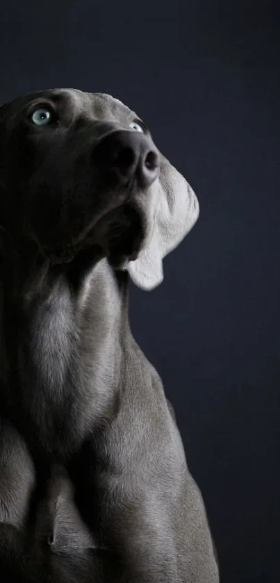 Elegant gray dog with piercing blue eyes, dark background.