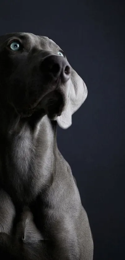 Gray dog with blue eyes in a dark minimalist wallpaper.