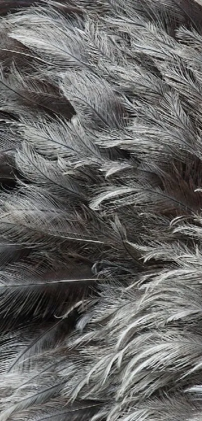 Gray feather texture wallpaper for mobile devices.