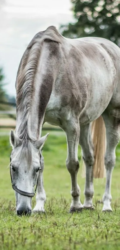 Gray horse grazing in a lush green field, perfect for a serene mobile wallpaper.