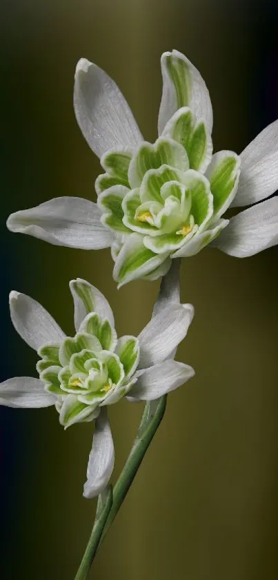 Green and white flower wallpaper with delicate petals on a dark background.