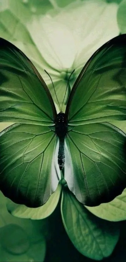 Vibrant green butterfly poised on lush leaves.