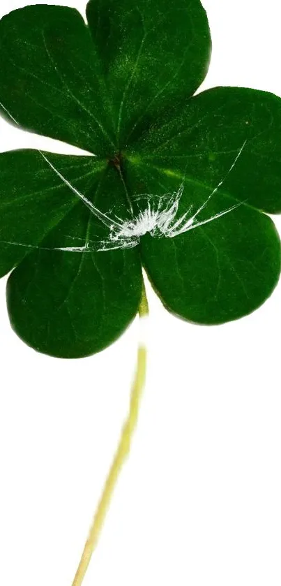 Green clover leaf on white background, perfect for wallpapers.