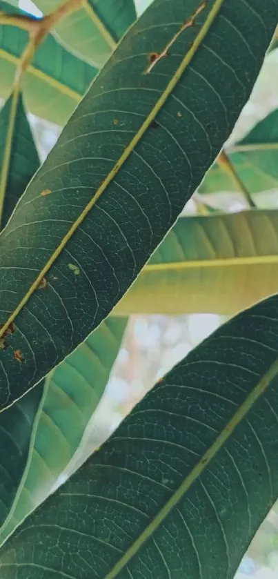 Close-up of elegant green leaves in natural light.