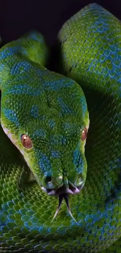 Close-up of a green snake with intricate scales and vivid colors on a dark background.