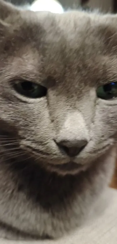 A close-up of an elegant grey cat with striking green eyes.