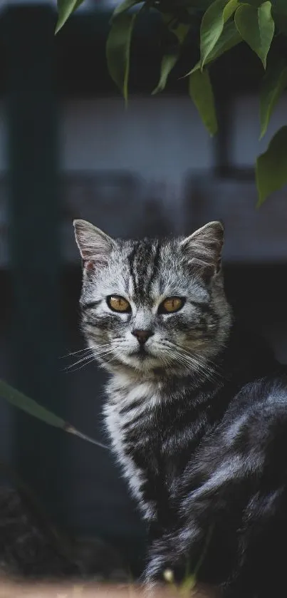 Grey tabby cat sitting outdoors with green leaves in the background.