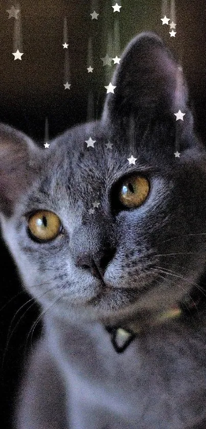 Grey cat with yellow eyes on dark background.