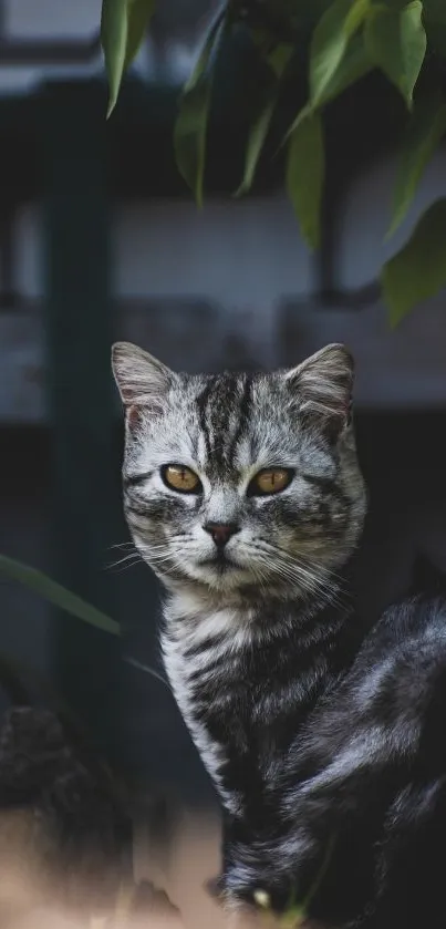 Elegant grey cat sitting, alert and poised.