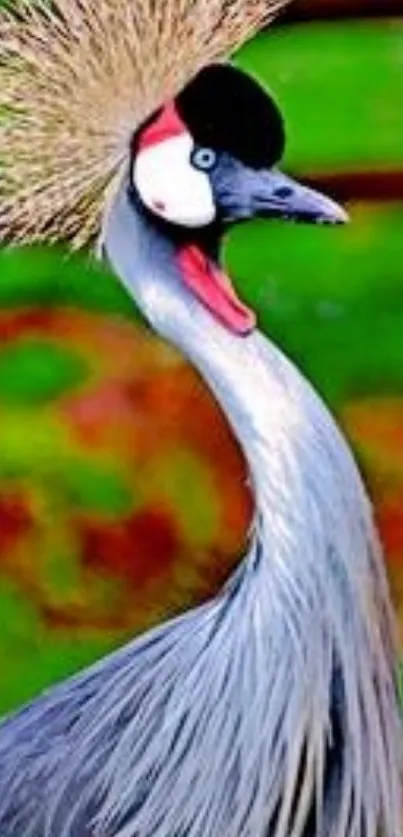 Vibrant Grey Crowned Crane with colorful plumage and green background.