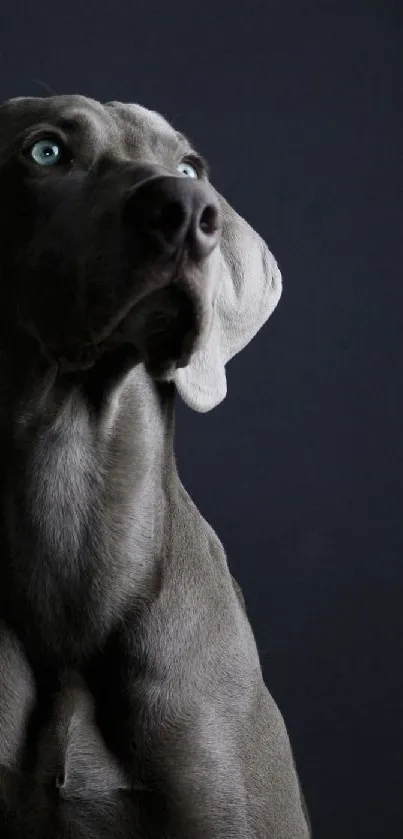 Elegant Weimaraner dog with a dark background in portrait mode.