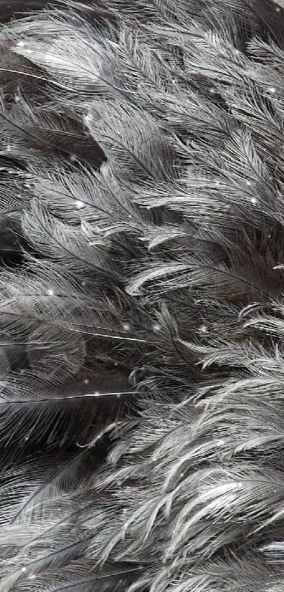 Intricate grey feather texture background wallpaper.