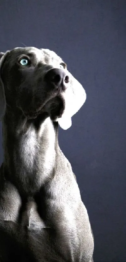 A greyhound with a dark blue background portrait wallpaper.